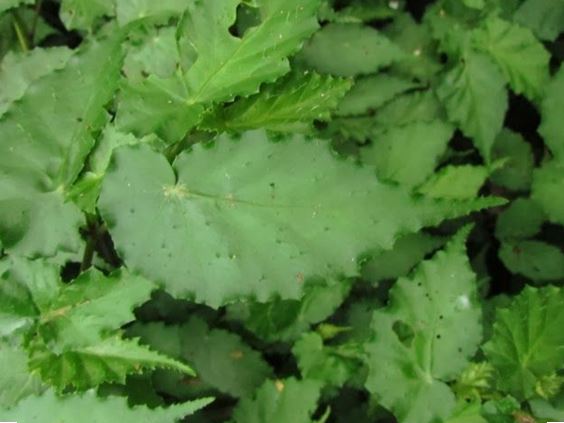 B. catharinensis
